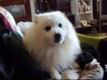 [犬]おもしろ犬　日本スピッツ