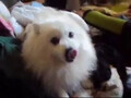[犬]おもしろ犬　日本スピッツ