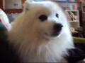 [犬]おもしろ犬　日本スピッツ
