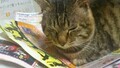 [猫]おもしろ猫🐱