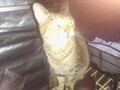 [猫]おもしろ猫🐱
