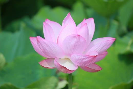 f:id:akazi405:20180721101810j:plain f:id:akazi405:20180721101810j:plain