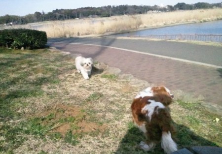 f:id:akbb1109:20110313005931j:image