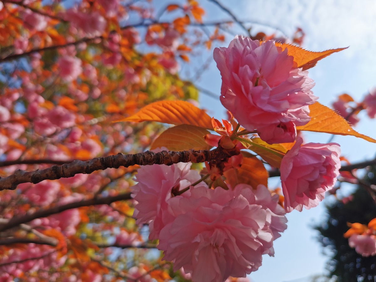 f:id:ake_ninja:20200501174448j:plain