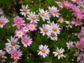 20100407123315