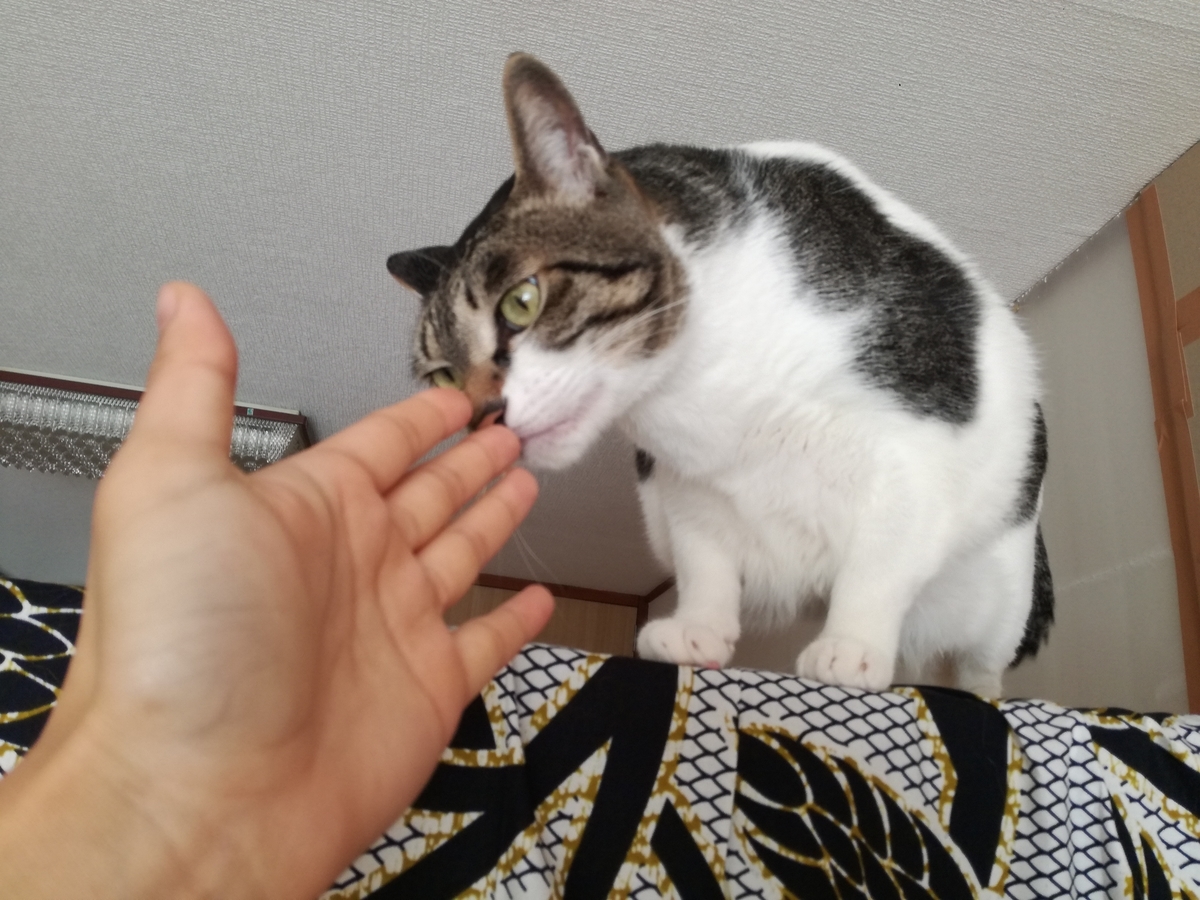 f:id:akegatanoneko:20190512231623j:plain
