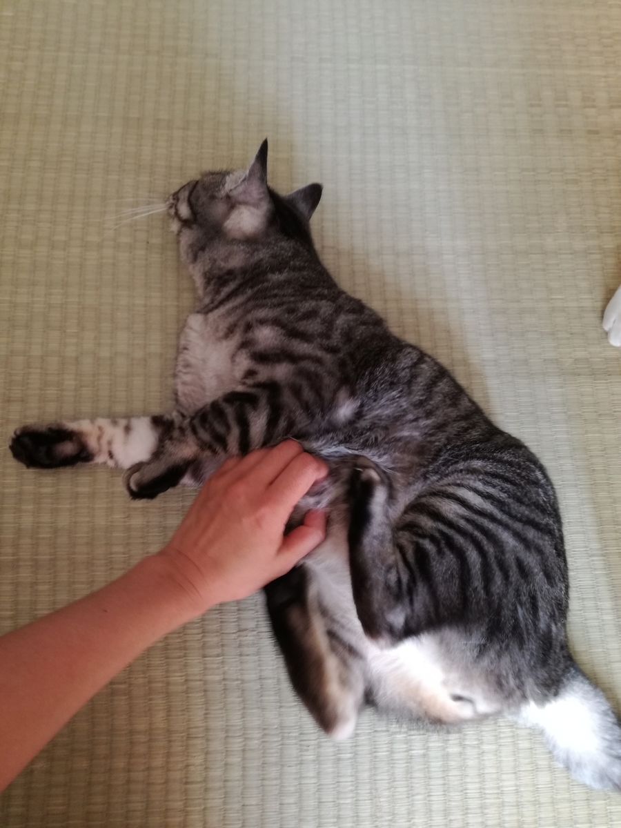 f:id:akegatanoneko:20190512231720j:plain