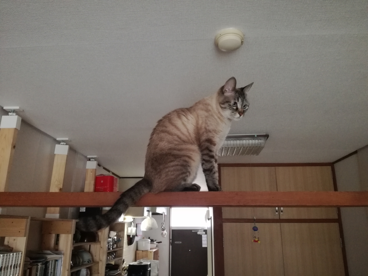 f:id:akegatanoneko:20190608215500j:plain