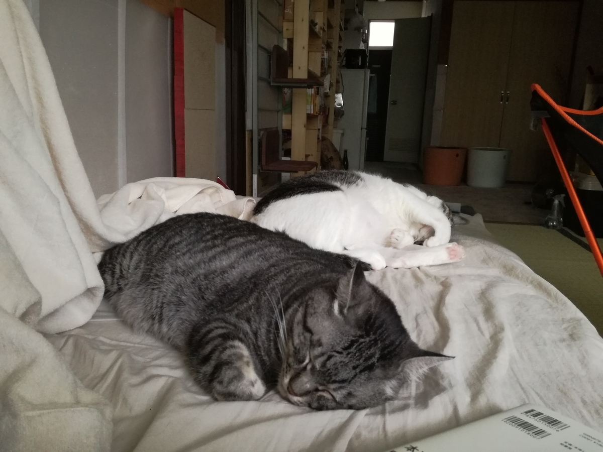 f:id:akegatanoneko:20190608215527j:plain