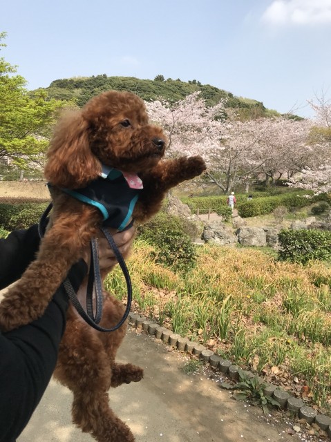 f:id:akekojun:20180410082350j:image