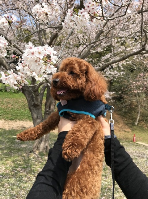 f:id:akekojun:20180410082421j:image