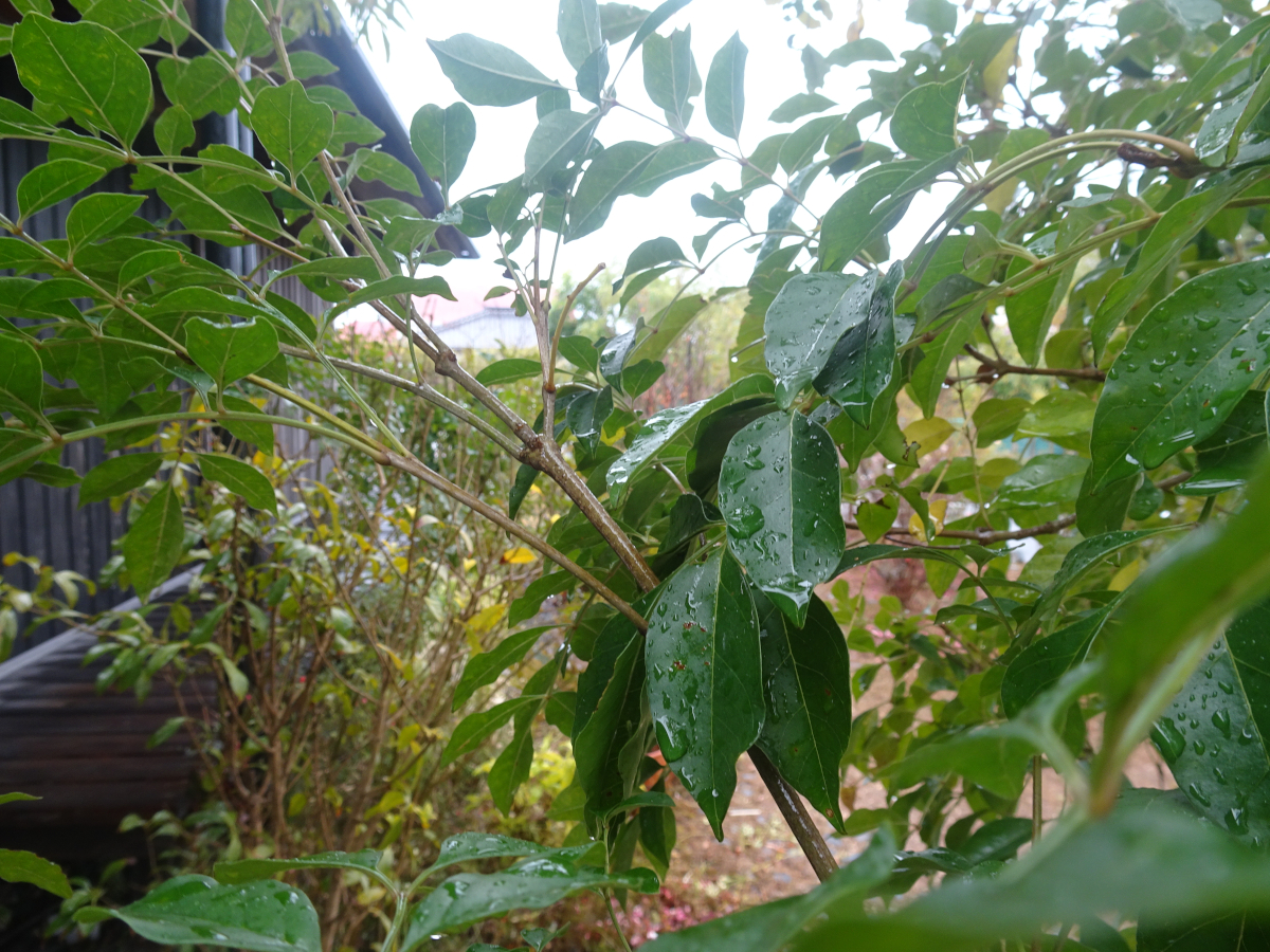 雨で木建が潤って [家と言葉] - 人と栖と