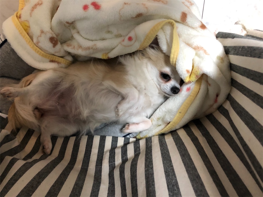 f:id:akemaropyon:20190407152239j:image f:id:akemaropyon:20190407152239j:image