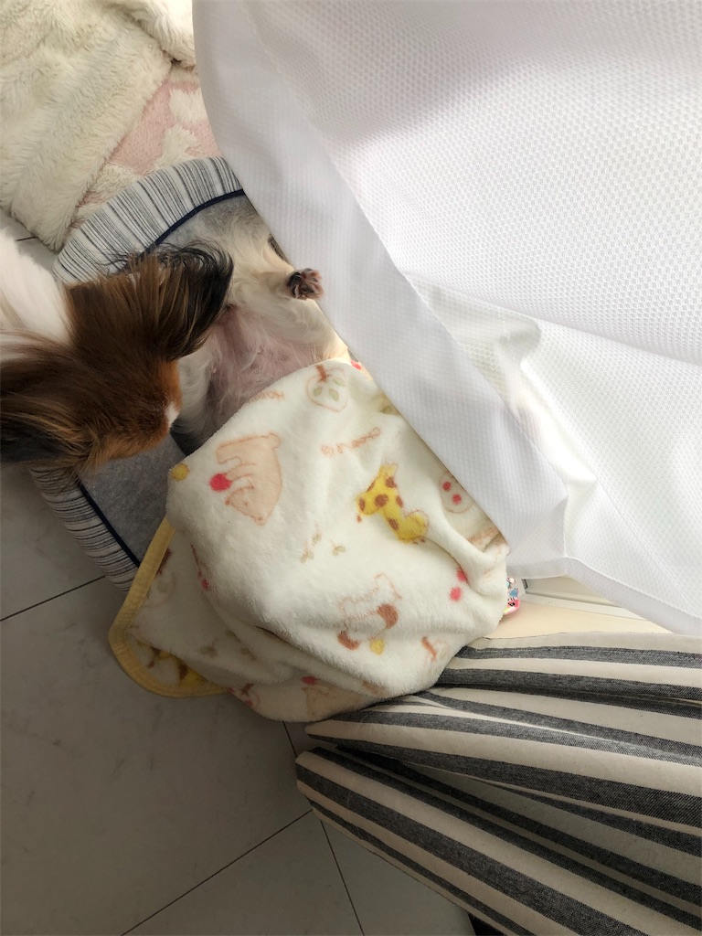 f:id:akemaropyon:20190407154019j:image f:id:akemaropyon:20190407154019j:image