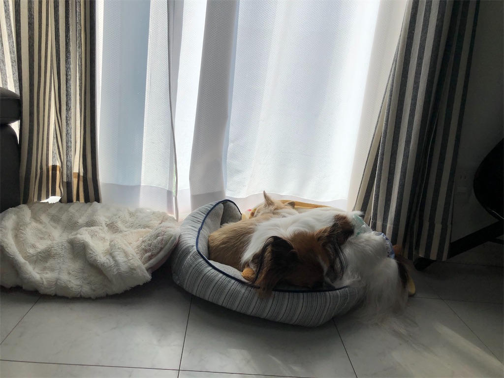 f:id:akemaropyon:20190407154023j:image f:id:akemaropyon:20190407154023j:image