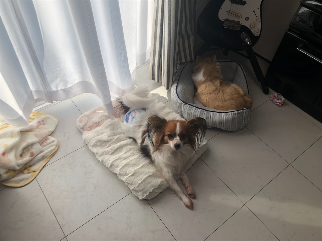 f:id:akemaropyon:20190407154026j:image f:id:akemaropyon:20190407154026j:image