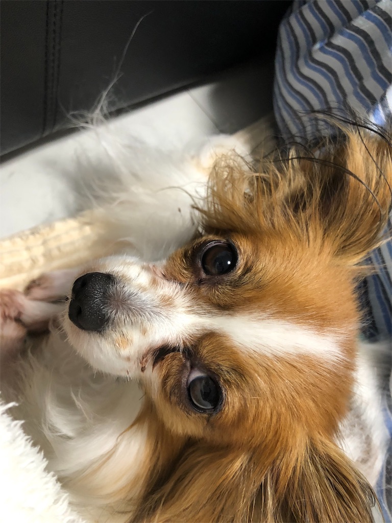 f:id:akemaropyon:20190407154030j:image f:id:akemaropyon:20190407154030j:image