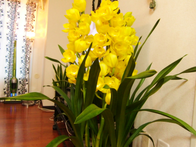 f:id:akemi1218:20090227210028j:image:left