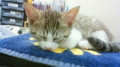 f:id:akemi1218:20110915195100j:image:medium:left