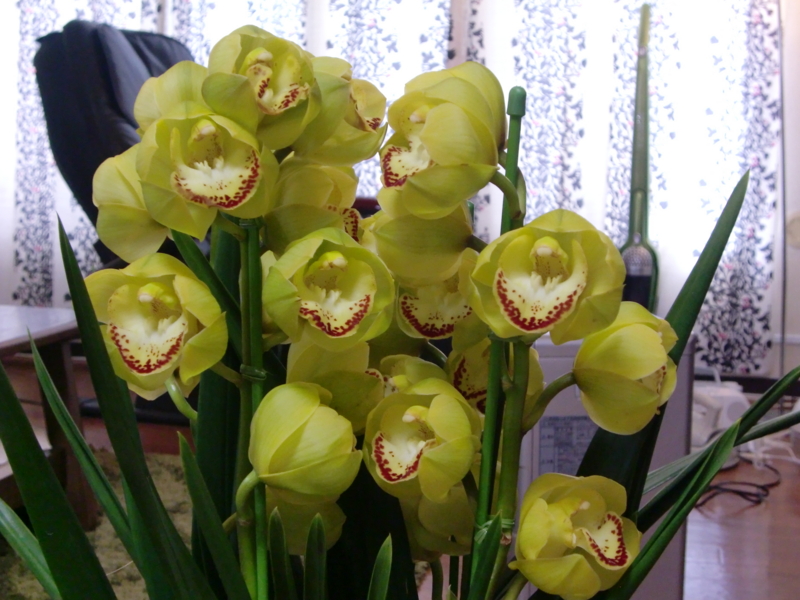 f:id:akemi1218:20141225130501j:image:left