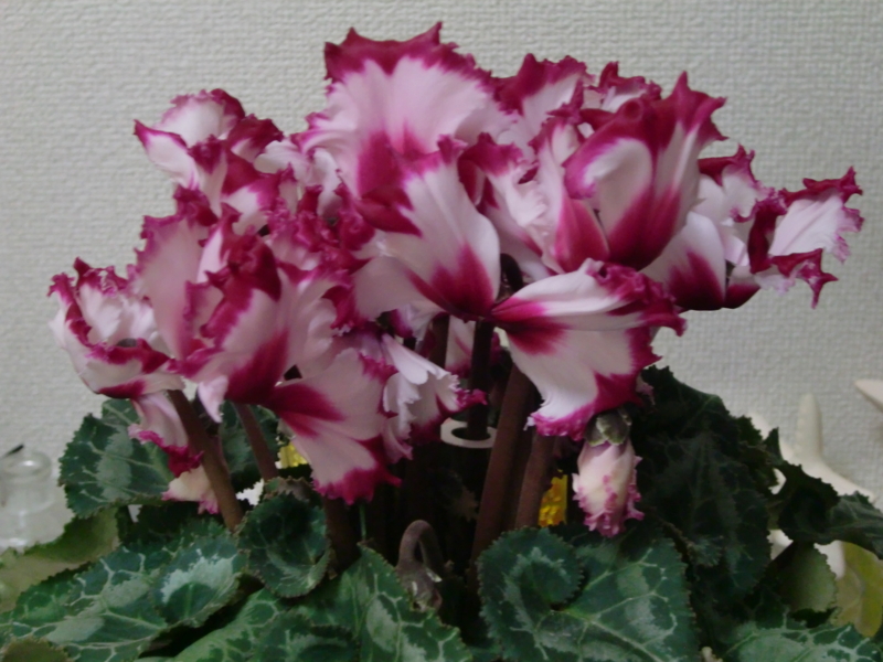 f:id:akemi1218:20141225130540j:image:left