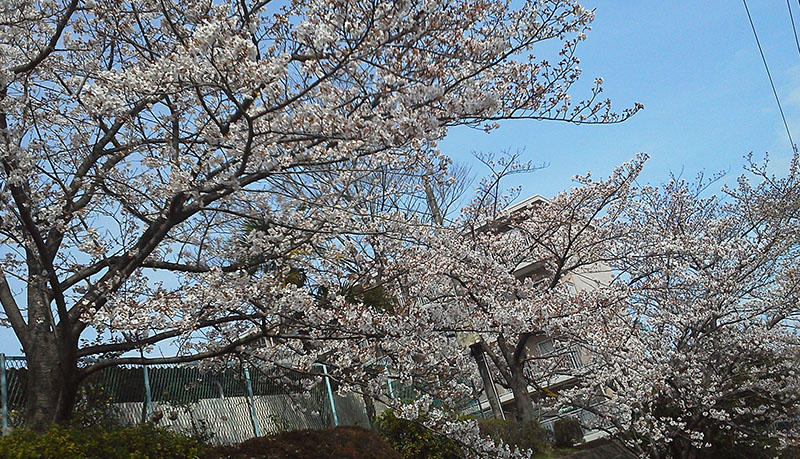 桜 桜