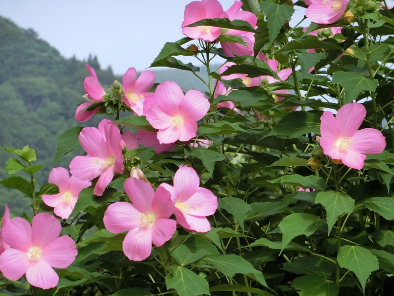 f:id:akeyno:20140813085005j:image f:id:akeyno:20140813085005j:image