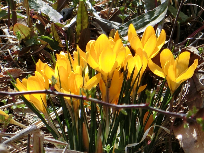 f:id:akeyno:20150321132921j:image f:id:akeyno:20150321132921j:image