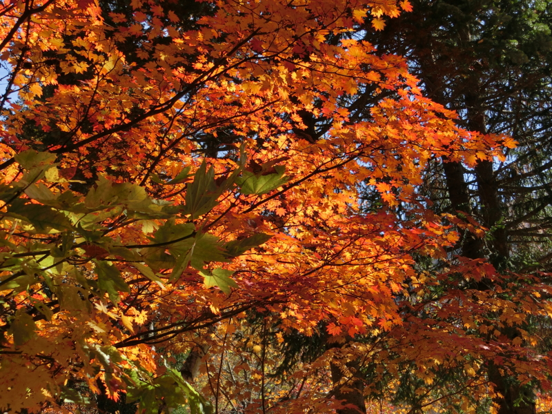 f:id:akeyno:20151020101525j:image f:id:akeyno:20151020101525j:image