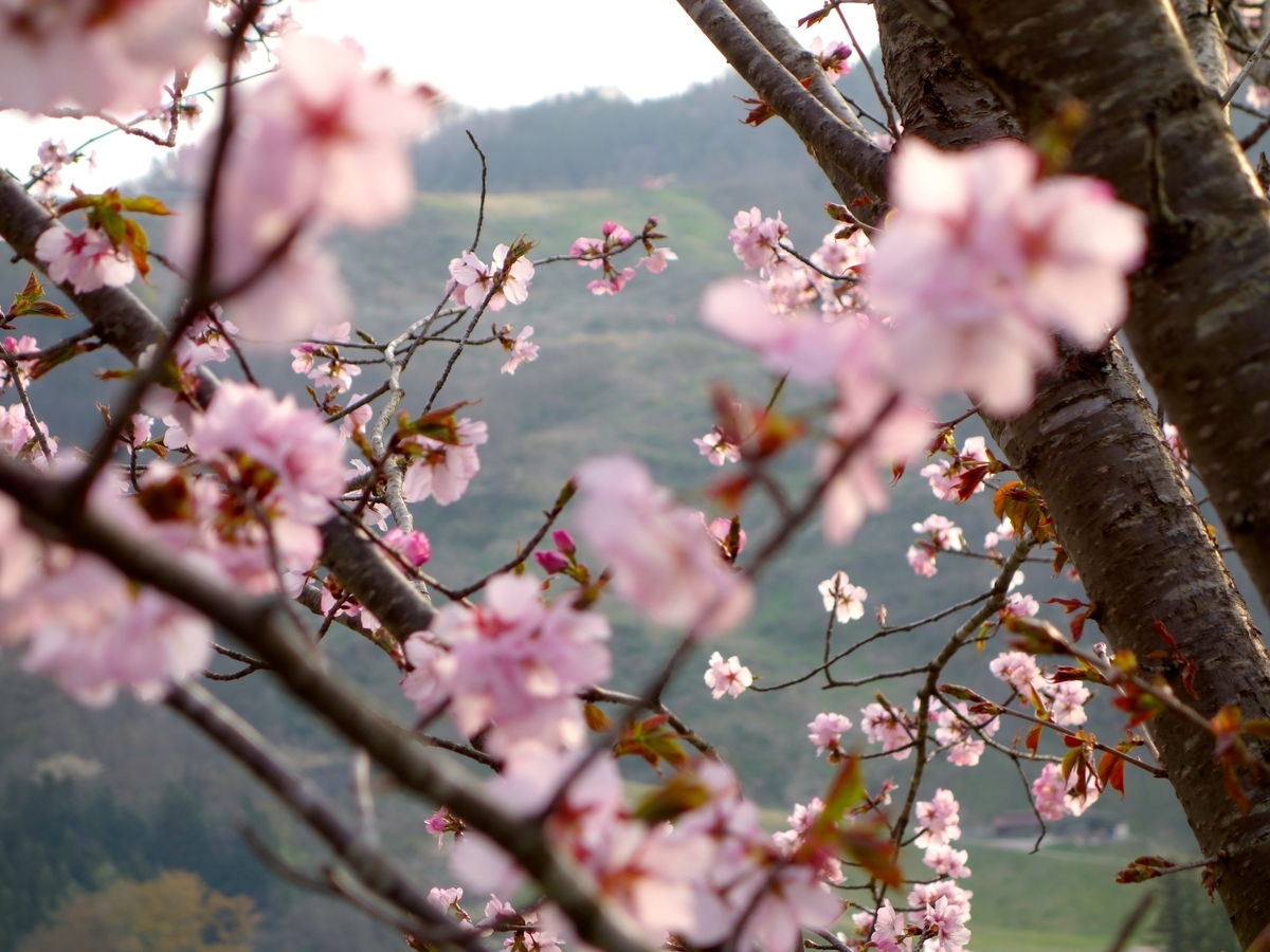 f:id:akeyno:20190428181844j:plain f:id:akeyno:20190428181844j:plain