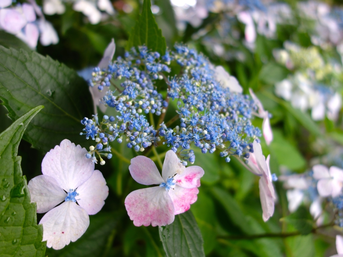 f:id:akeyno:20190727203734j:plain f:id:akeyno:20190727203734j:plain