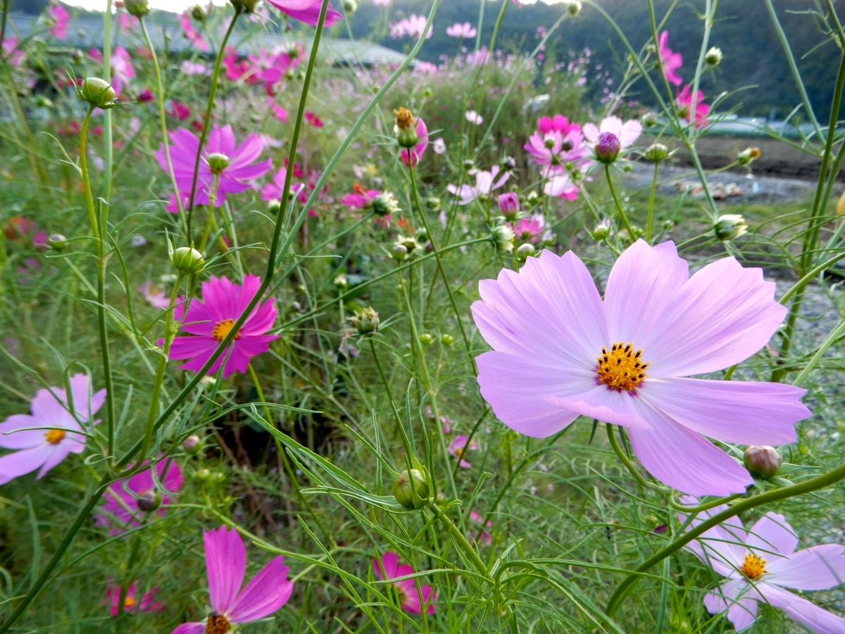 f:id:akeyno:20201003161852j:plain f:id:akeyno:20201003161852j:plain