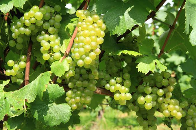 ワイン初心者必見】はじめに飲むべき白ワイン5選 品種編 - ぐらんぐる 