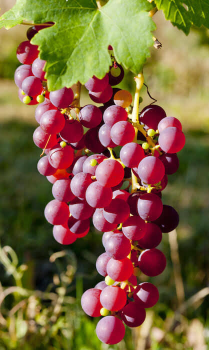 f:id:akhrkun:20200520082410j:plain f:id:akhrkun:20200520082410j:plain