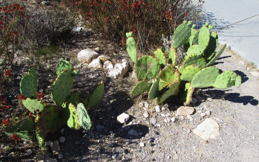 f:id:aki-america:20161125204232p:plain