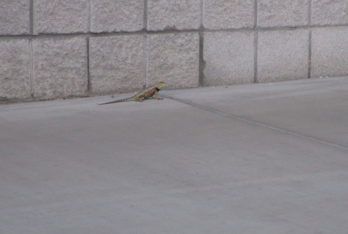 f:id:aki-america:20161125204330p:plain