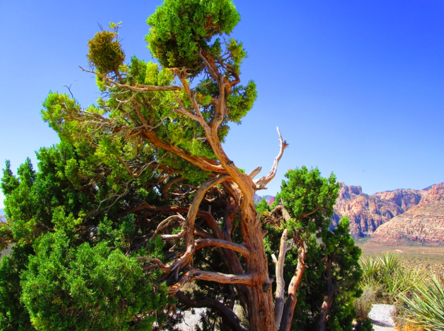 f:id:aki-america:20161125204453p:plain