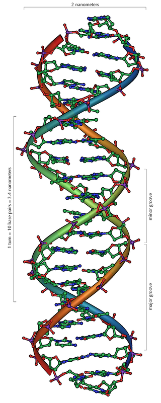 DNAジャイレース DNA gyrase JapaneseClass.jp
