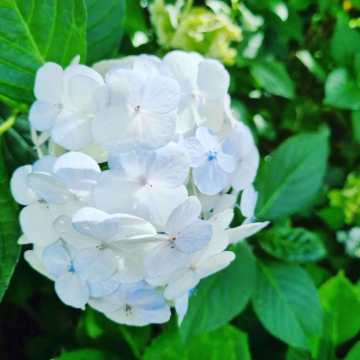 f:id:aki21719:20210808185732j:plain