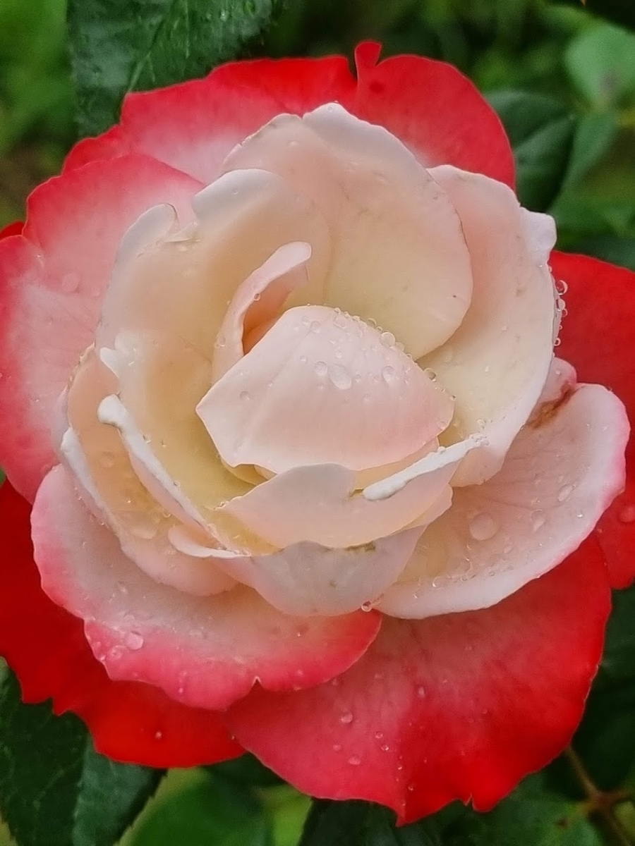f:id:aki21719:20210813190114j:plain