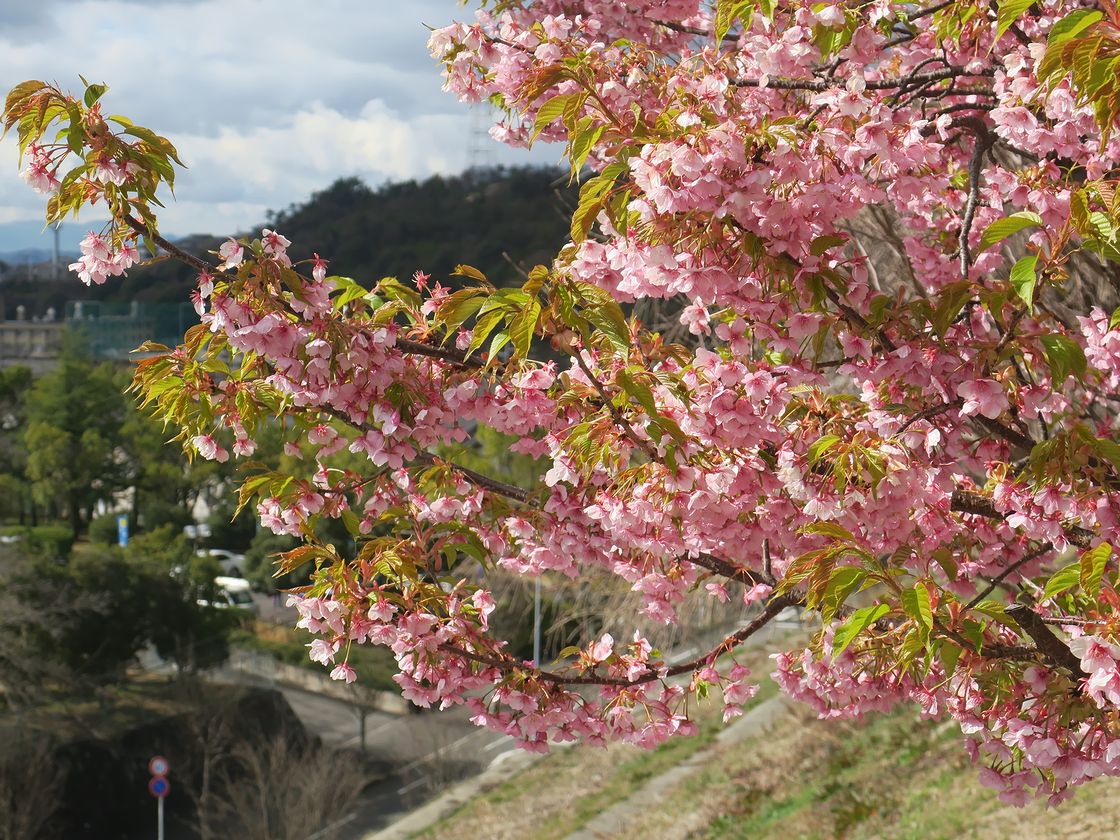 f:id:aki5529:20200307214327j:plain
