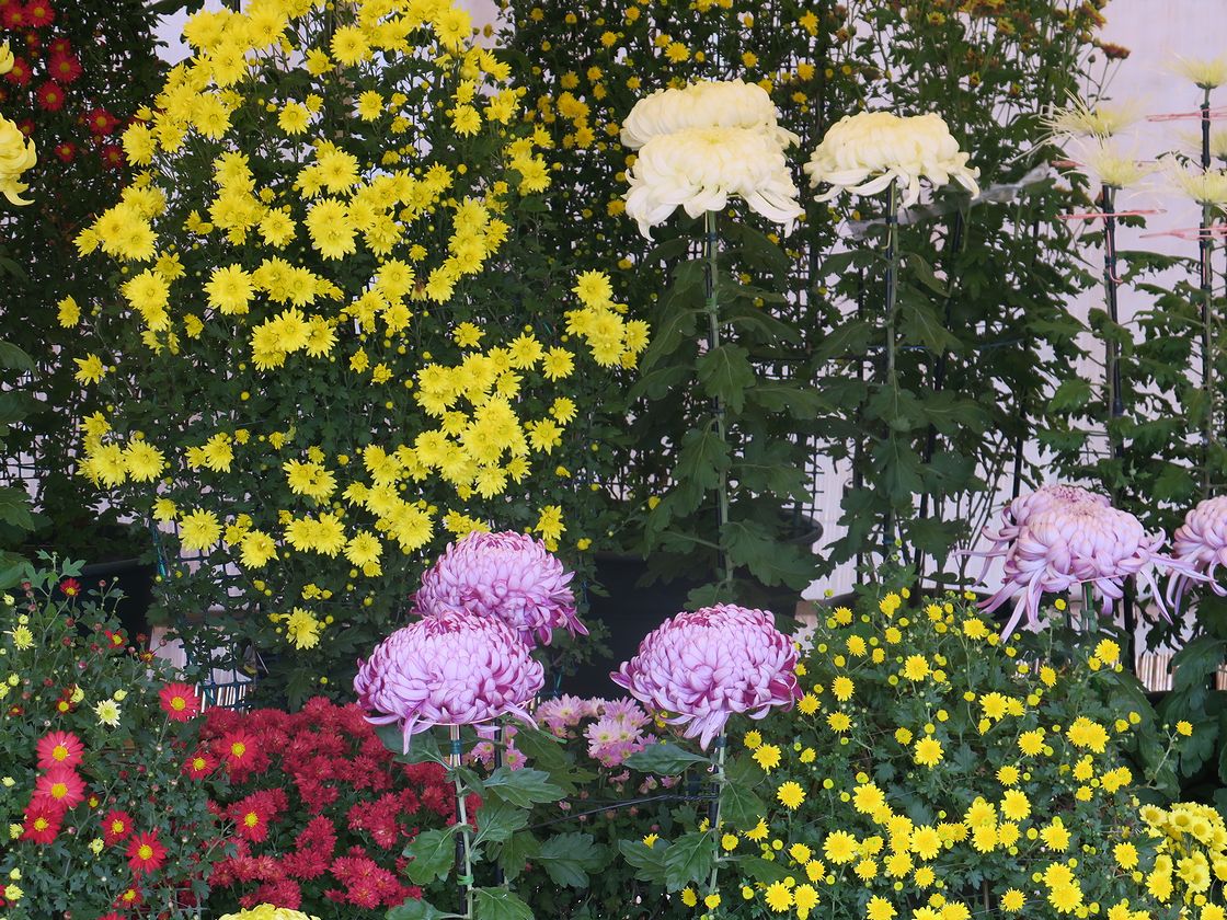 f:id:aki5529:20211107205925j:plain