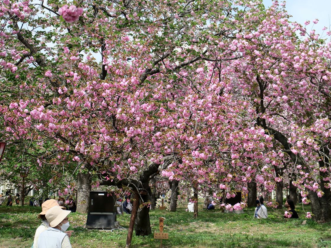 造幣局 花のまわりみち 安芸君の散歩画像