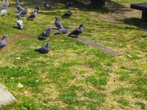 f:id:aki67:20170412223936j:plain