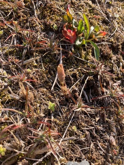 f:id:aki800:20220320055814j:plain