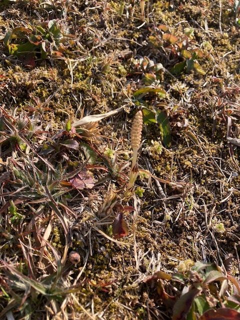 f:id:aki800:20220320055817j:plain