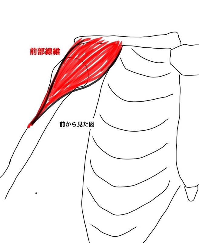 三角筋（前部線維）のイラスト