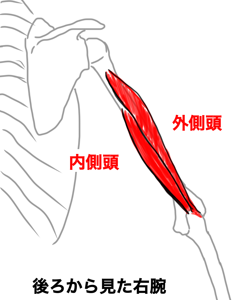 上腕三頭筋・外側頭と内側頭のイラスト