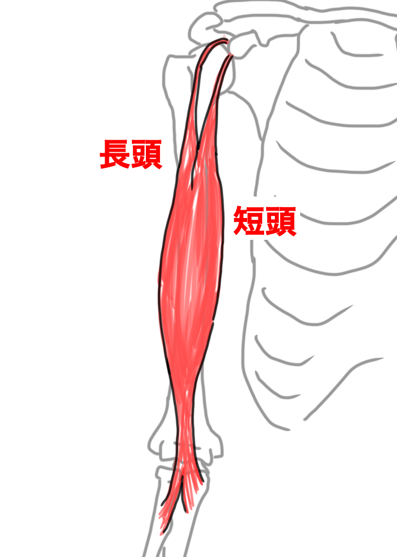 上腕二頭筋のイラスト