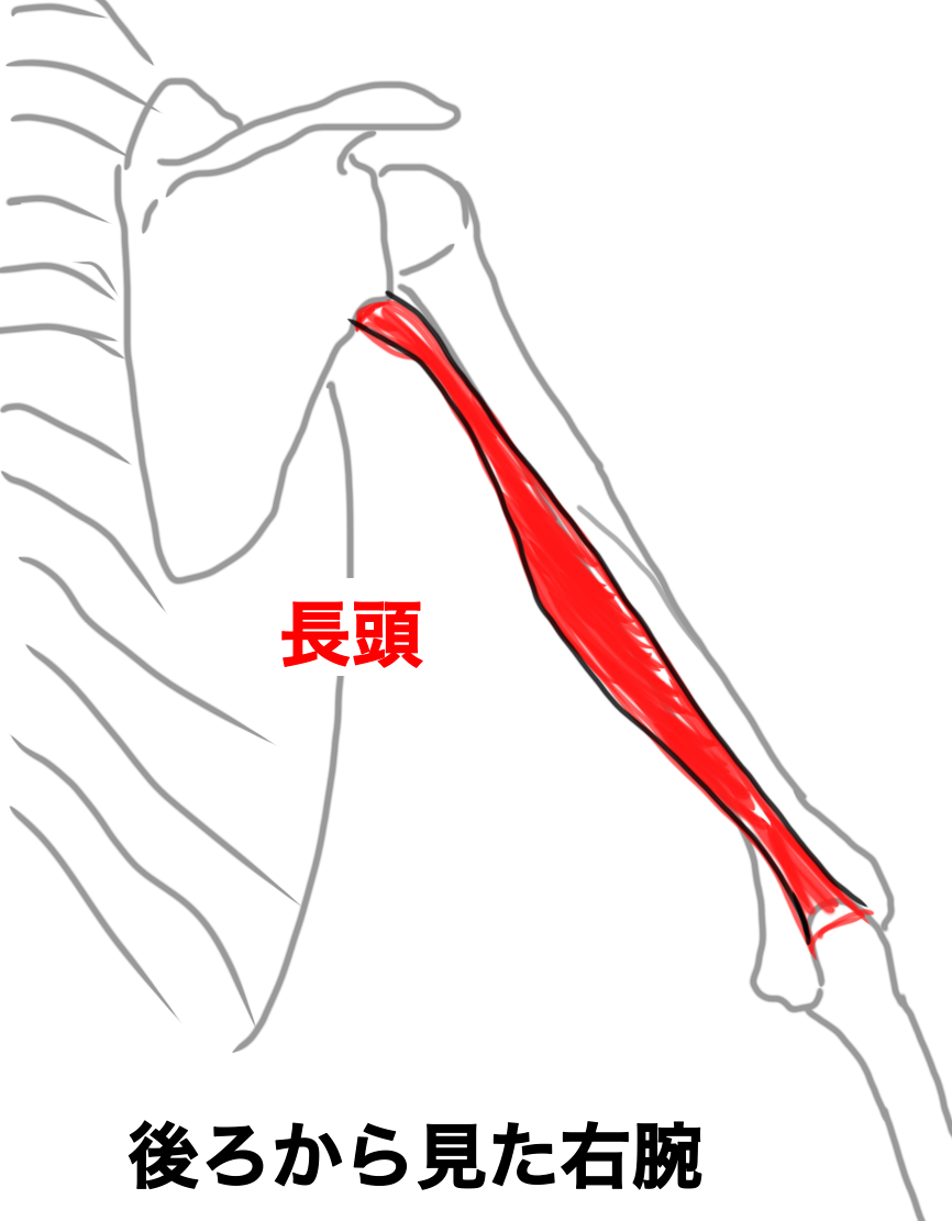 上腕三頭筋・長頭のイラスト